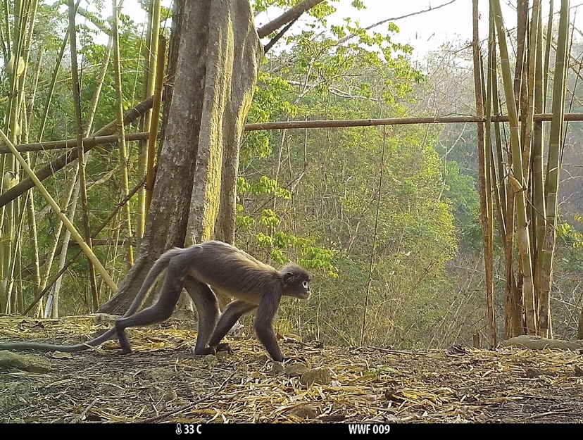 Un mono con ojeras blancas, entre las 224 especies descubiertas en el Mekong