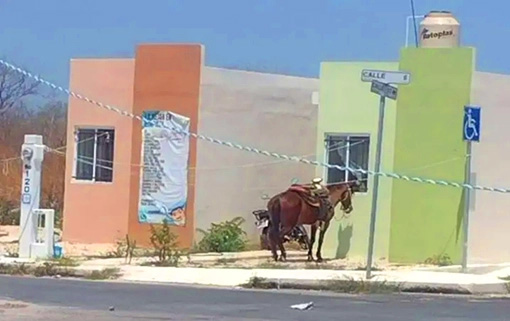 caballo_amarrado_bajo_el_intenso_calor_desata_indignacixn_en_yucatxn_1.jpg_793492074